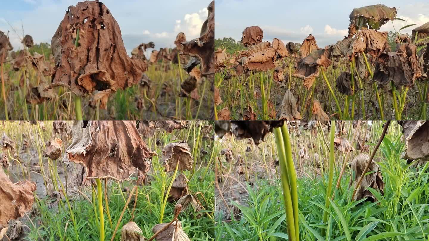 荷花池塘残荷叶夕阳余辉照残荷太阳余辉残荷