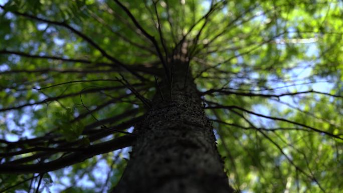 仰视树干枝叶天空