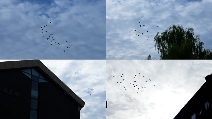 蓝天下的鸽子飞翔