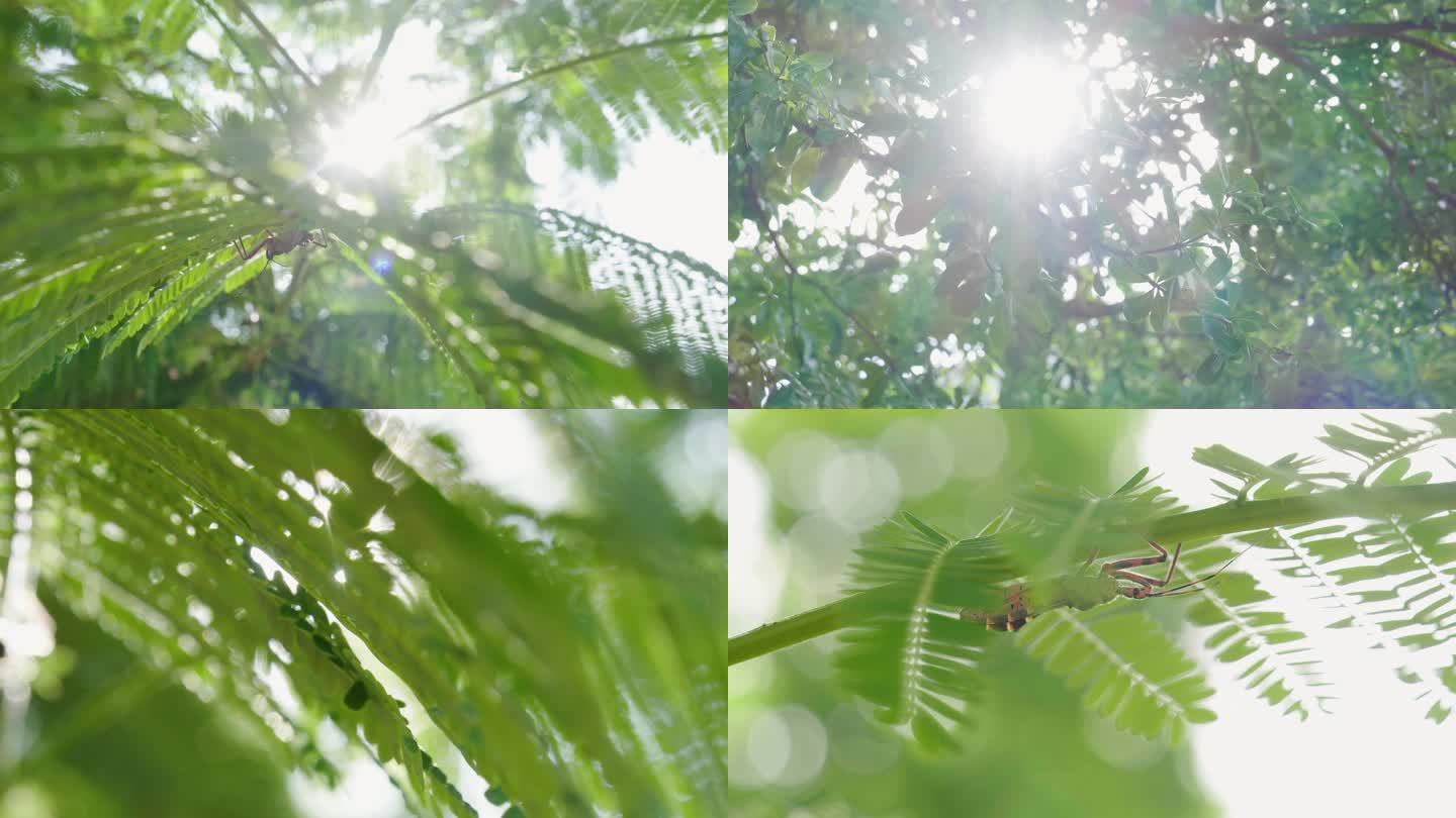 树叶逆光空镜头-虫子4k