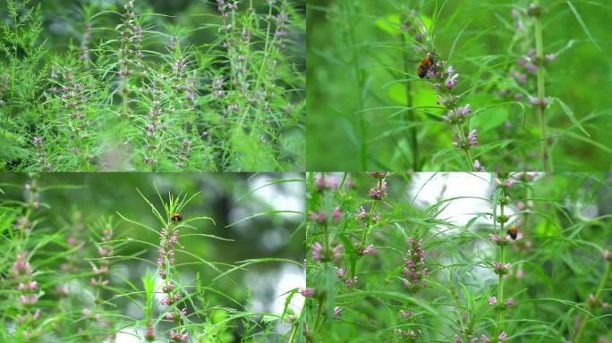 益母草野蜜蜂