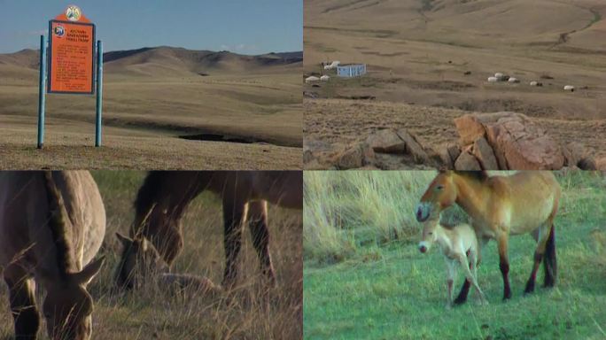 90年代蒙古大草原