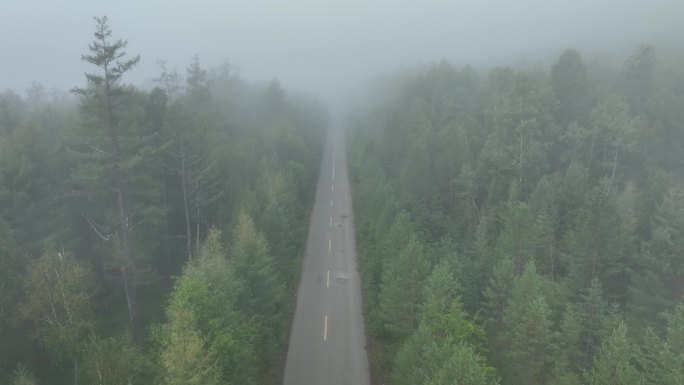 晨雾迷漫的森林公路