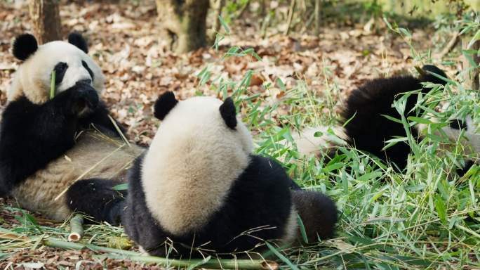 三只坐在地上吃竹子的大熊猫
