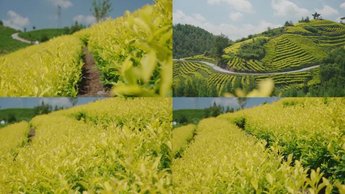 黄金芽 黄金茶叶 茶场