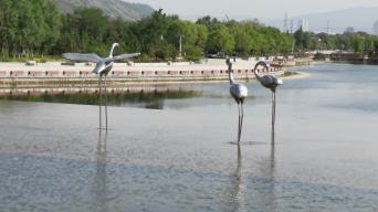 湿地公园 水上仙鹤塑像 仙鹤金属雕塑视频素材