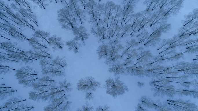 航拍雪季雪原小树林