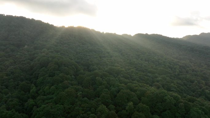 清晨的阳光照射着原始森林