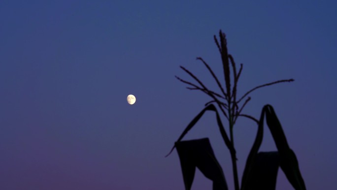 农村乡间玉米月夜月亮