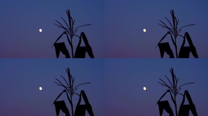 农村乡间玉米月夜月亮