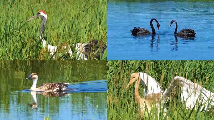 湿地野生禽类动物