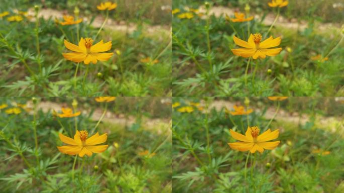 4K高清实拍小清新鲜花阳光和雏菊