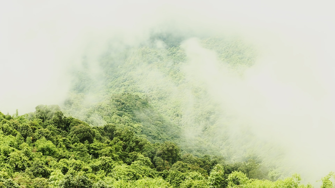 【原创】易武古树茶