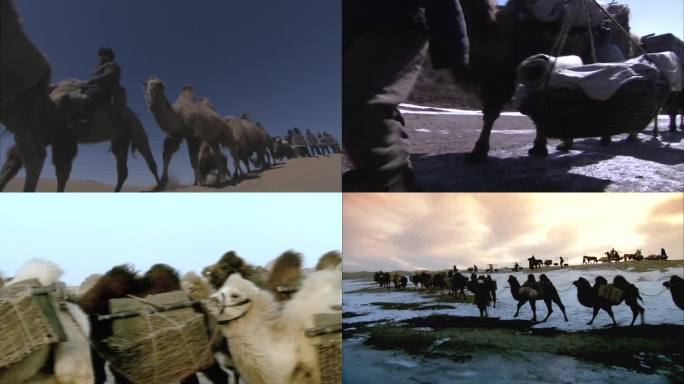 驼队运货 骆驼沙漠 运茶叶 茶道 日用品