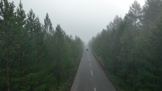 晨雾迷漫的森林公路