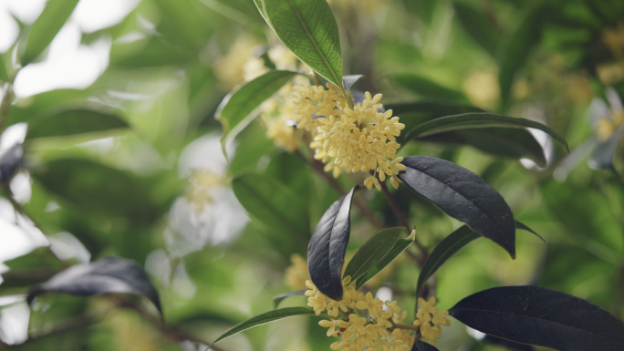 【4K】桂花实拍素材，秋天的桂花特写