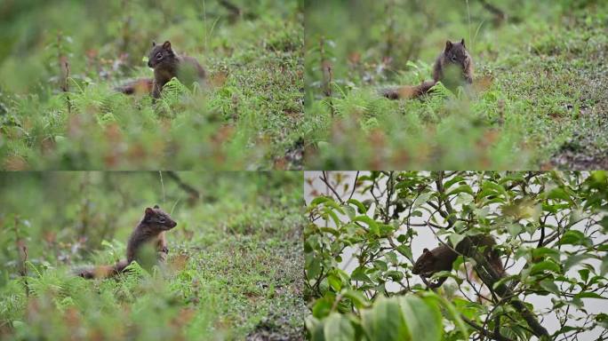 树林草丛中一只松鼠觅食