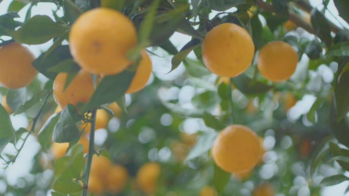 柑橘果园农民丰收 橘子特写