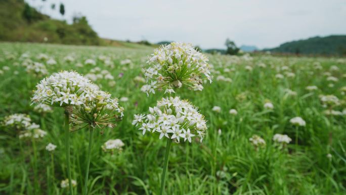 韭菜 韭菜花