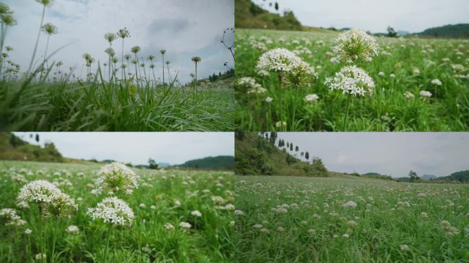 韭菜 韭菜花