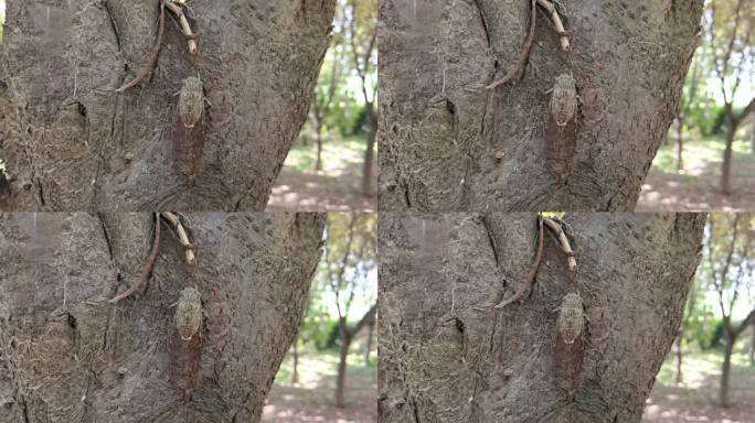 4k高清实拍夏天树上的蝉知了夏季蝉鸣
