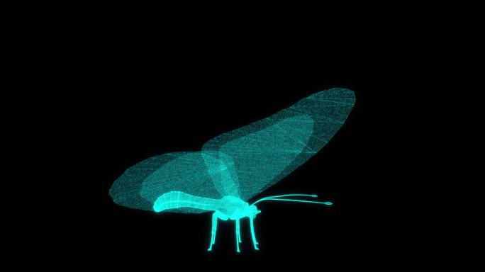 唯美蝴蝶 B2元宇宙 虚拟蝴蝶 数字科技