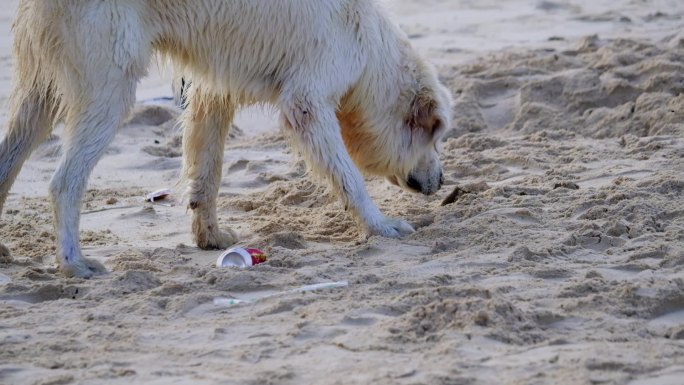 拉不拉多犬金毛狗沙滩拱沙