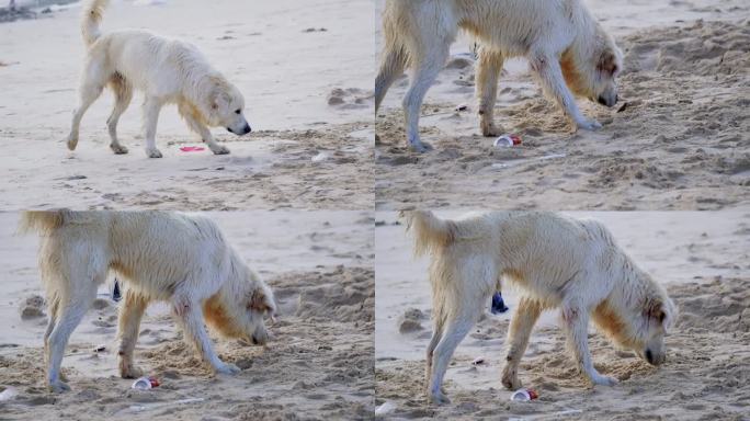 拉不拉多犬金毛狗沙滩拱沙