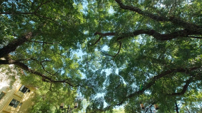 校园夏天阳光仰拍树林樟树