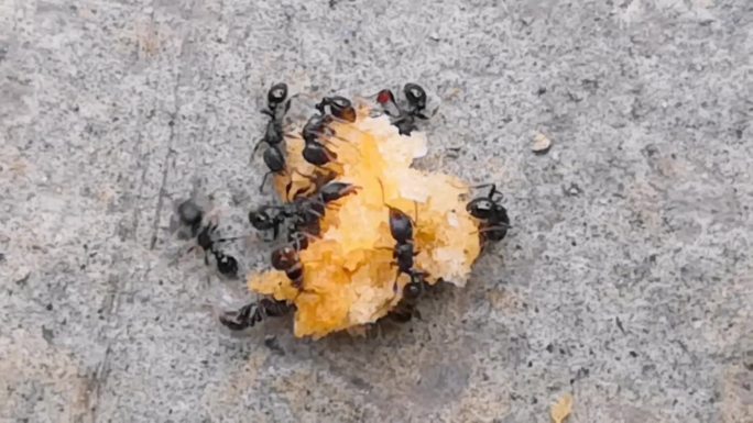 蚂蚁吃食物实拍素材6