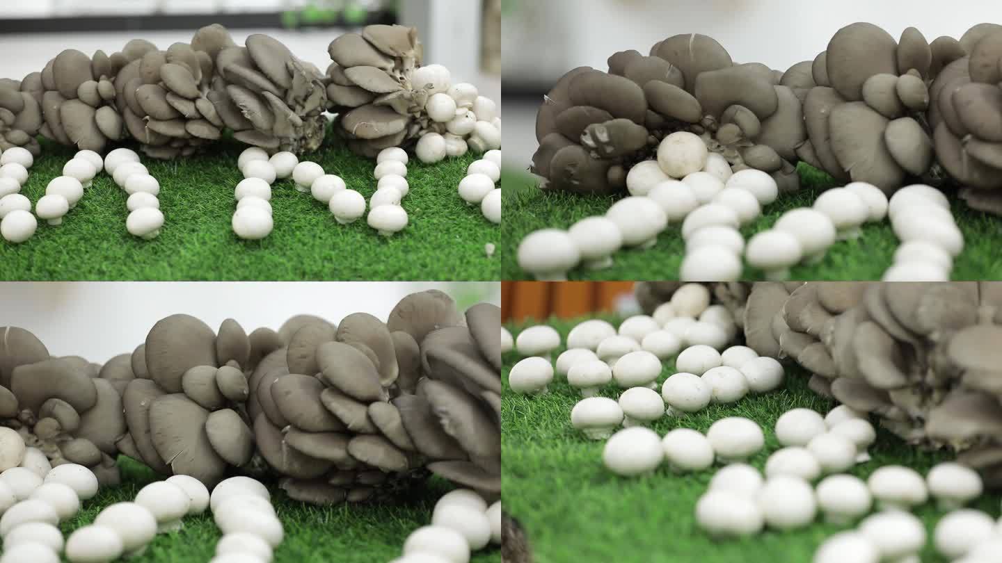 蘑菇产品