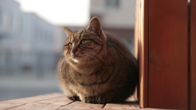 猫咪晒太阳特写