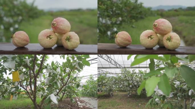 番石榴种植基地农业-1