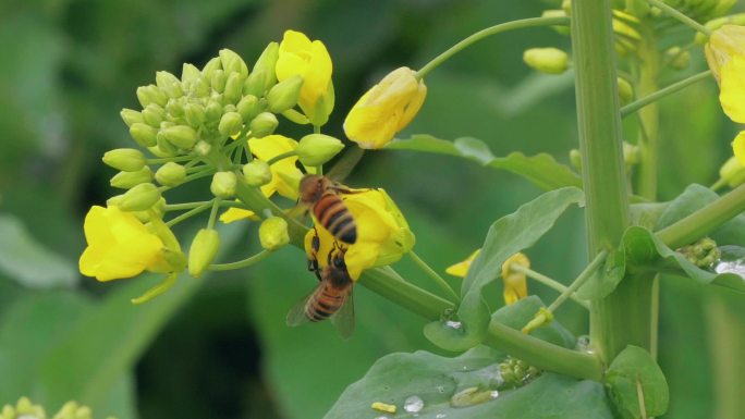 蜜蜂油菜花上采蜜慢镜头