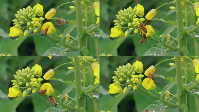 蜜蜂油菜花上采蜜慢镜头