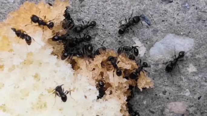 蚂蚁吃食物实拍素材8