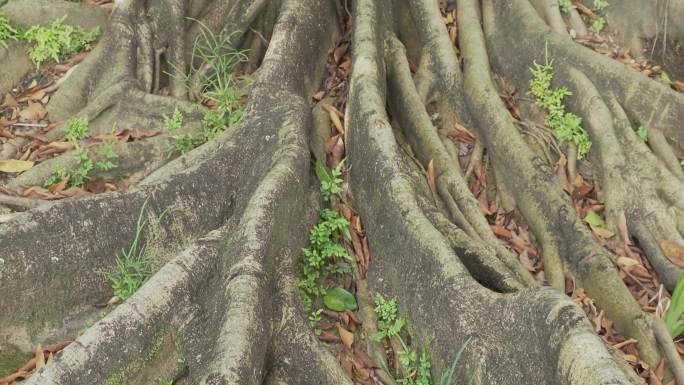 榕树的根系