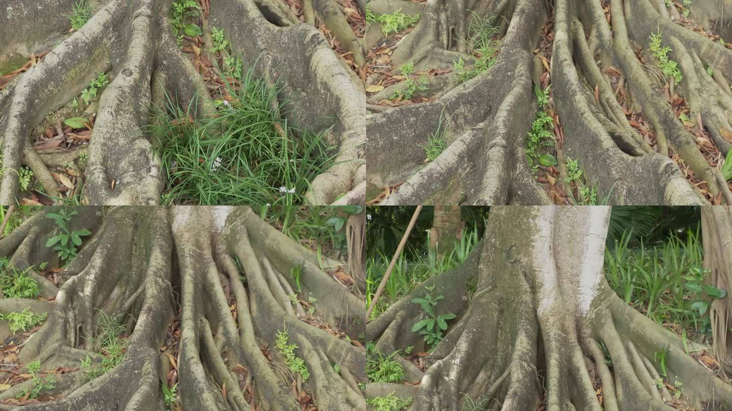 榕树的根系