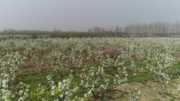 盐城龙冈桃花园