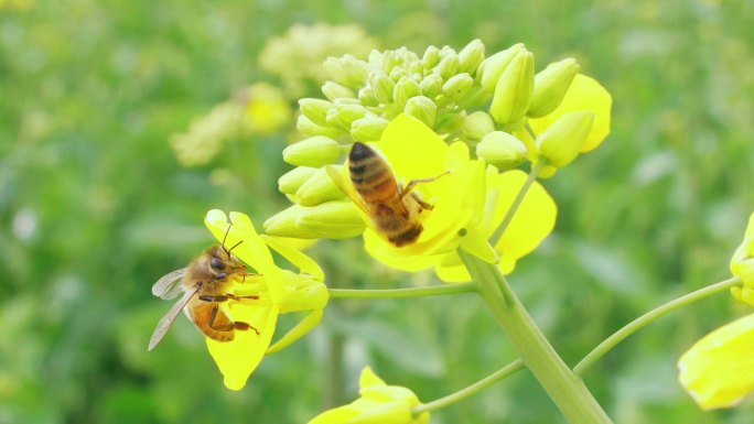 蜜蜂油菜花上采蜜授粉慢镜头