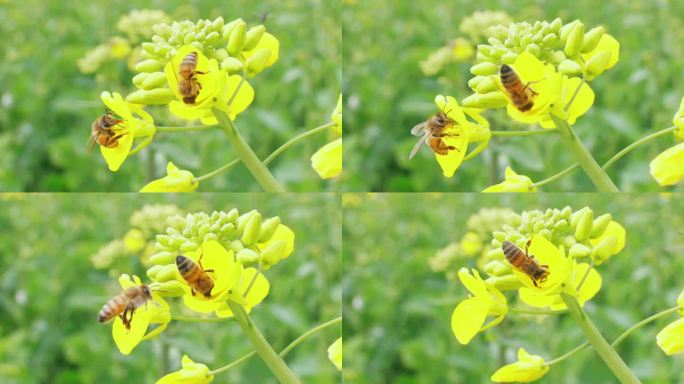 蜜蜂油菜花上采蜜授粉慢镜头