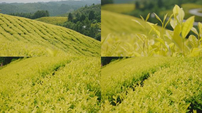 黄金茶叶 黄金芽 茶山 茶园