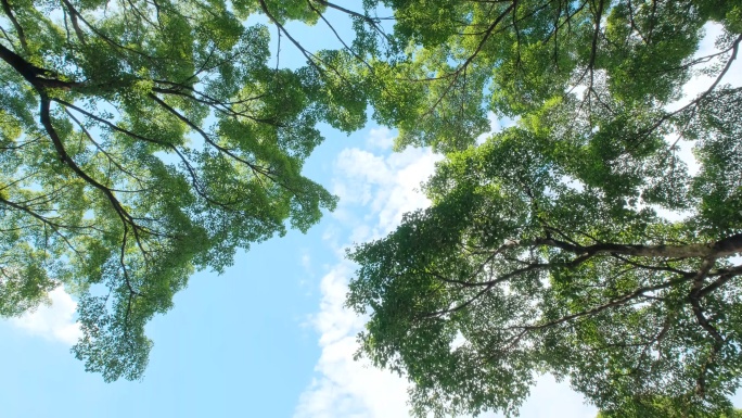 夏天阳光仰拍校园树林树技