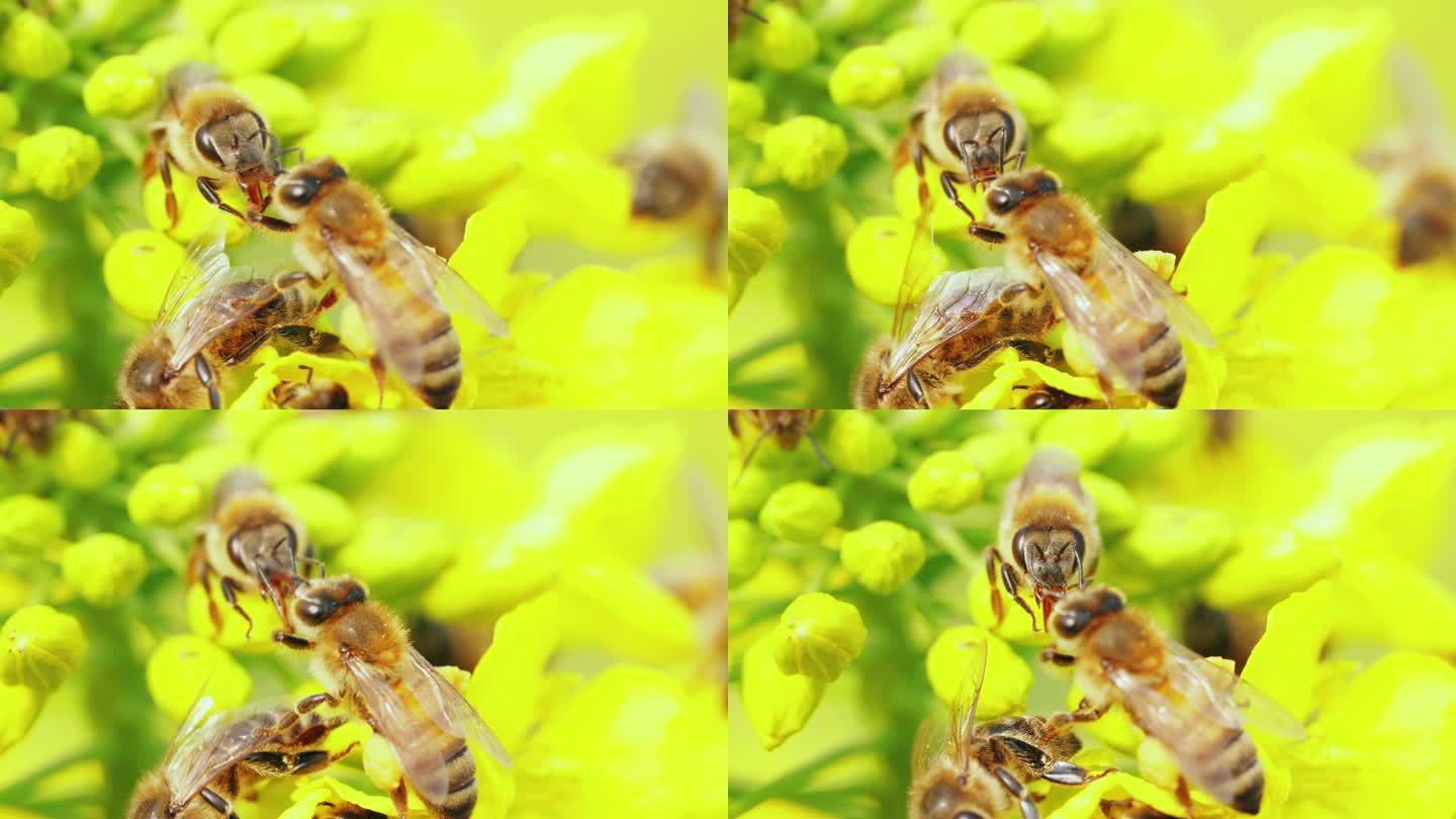 蜜蜂在油菜花上采蜜的特写镜头