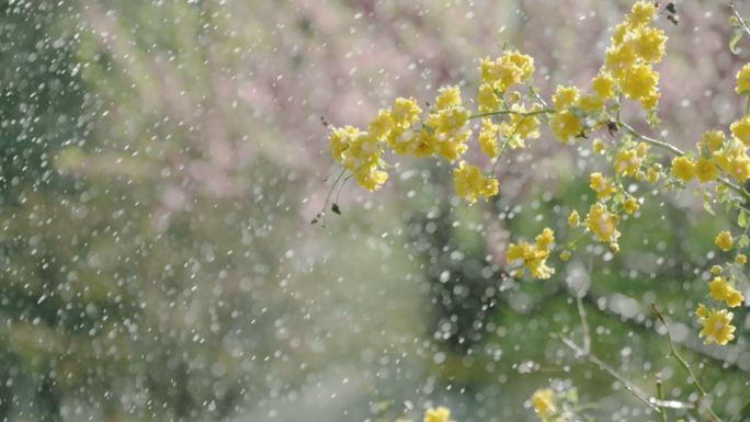 大水霖霖3 花草 喷灌 阳光 4K 升格