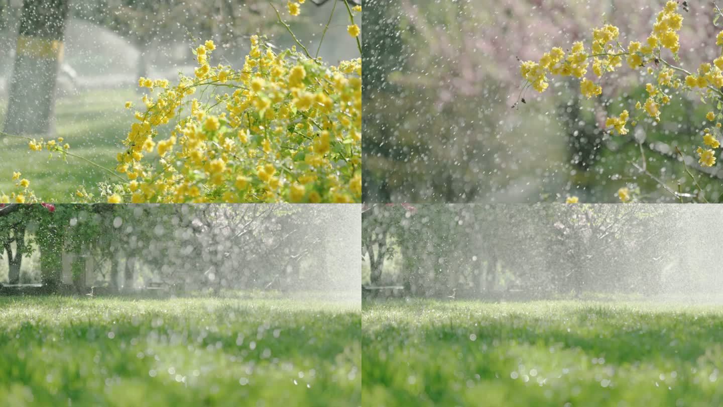 大水霖霖3 花草 喷灌 阳光 4K 升格