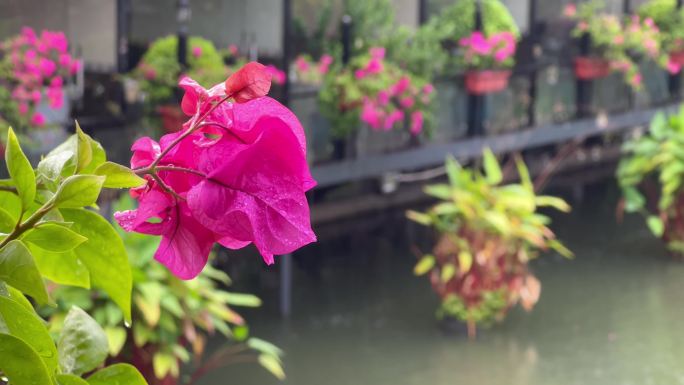 夏季风雨中公园里的花朵