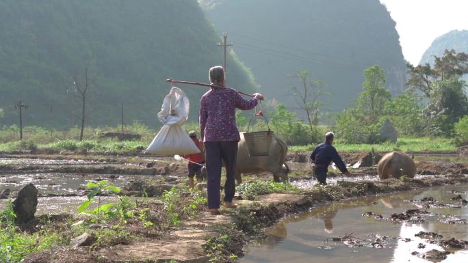 留守农民老人田间背影下地下田干活