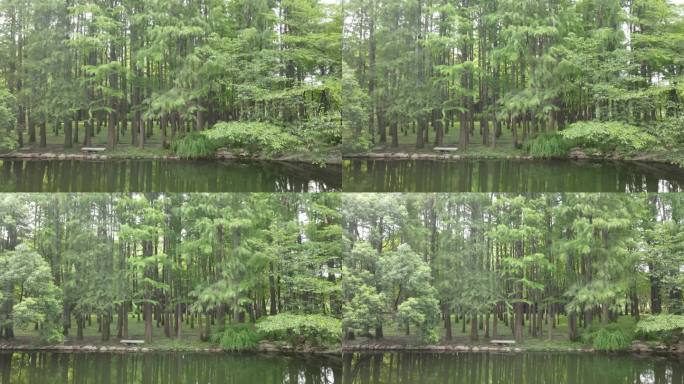 上海共青森林公园上海杨浦共青公园4K航拍