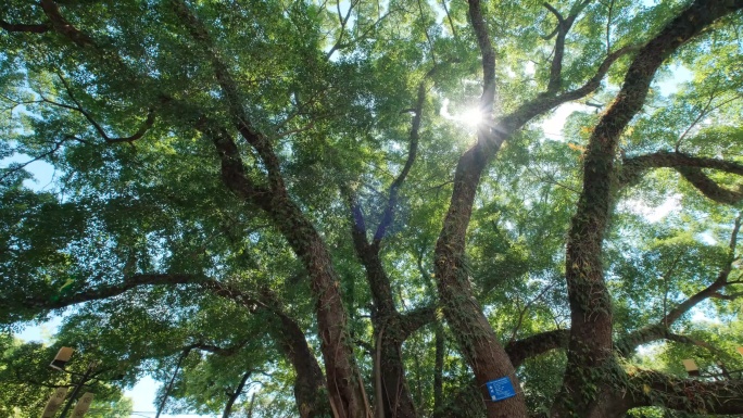 校园夏天阳光仰拍树林樟树